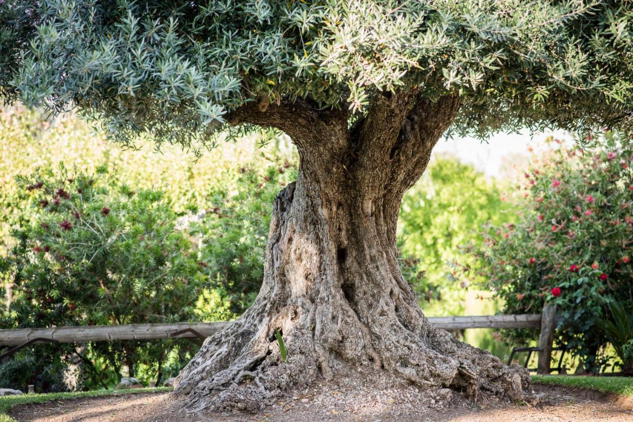 Al Agia - Los Molinos De Padul Exteriér fotografie
